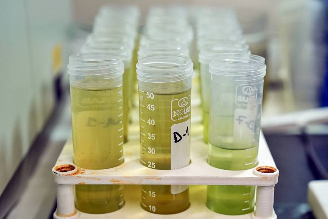 İstanbul'da buradan tutulan balıkları sakın yemeyin! Suda oksijen kalmadı, ağır metal ve pestisit var 1